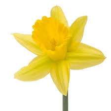 Daffodil or Narcissus is March birthflower